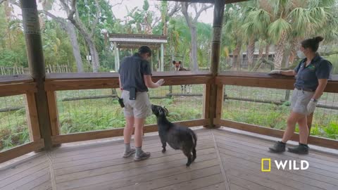 A Pygmy Goat Tours the Zoo | Secrets of the Zoo: Tampa