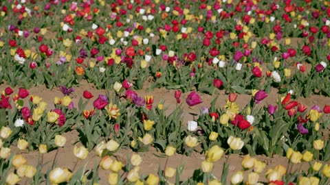 field of tulips