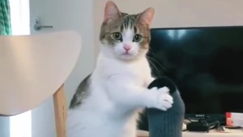 Funny cat's ever 😱
