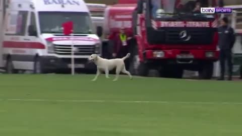Dog invades field and picks up ball during a football match! ⚽️