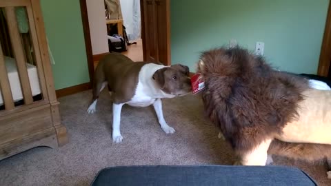 Brave English Bulldog fights Lion. Super funny!