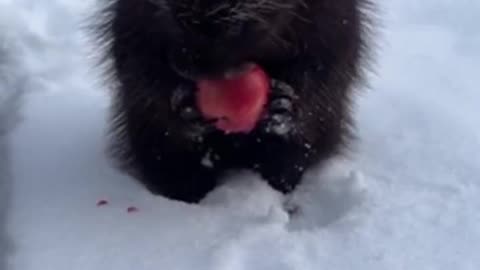 North American Porcupine Eating Apple🍎