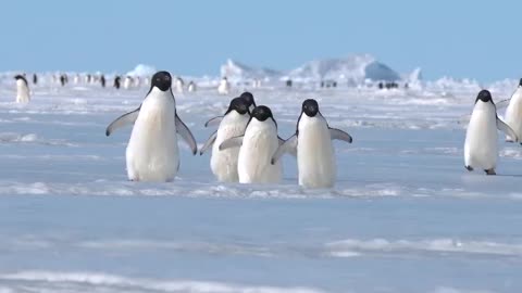 Adélie Penguins waddling on the sea ice