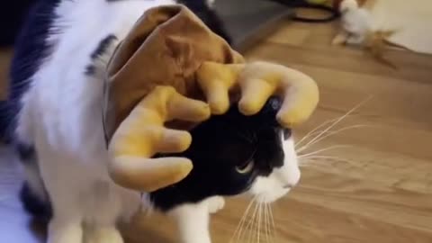 Cat hates his owner _shorts