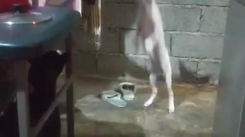 Funny dog playing