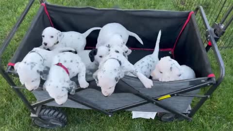 Litter of Dalmatian puppies play in a wagon