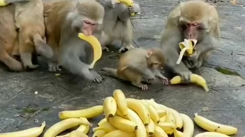 Monkey his eating bananas