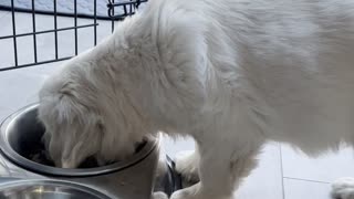 Big bowls for a small pup