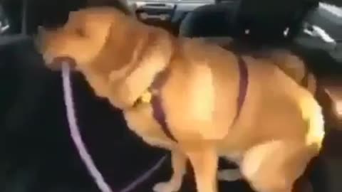 Smart Golden Retriever dog 🐶❤️