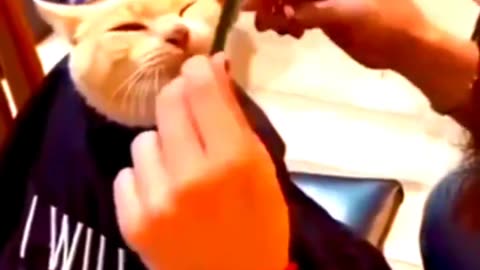 funny cat hair cutting on barbar