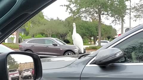 Crane pooping on a car