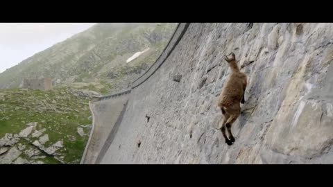 MOUNTAIN GOATS - These Creatures Don’t Care About The Laws Of Physics Despite Their Hooves