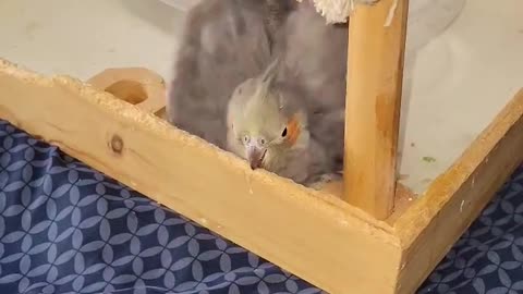 Funny parrot |cockatiel parrot | Funny birds | Funny animals