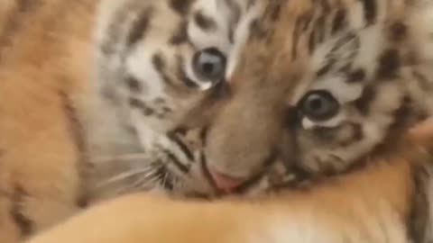 Baby Tiger Love