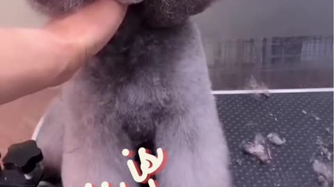 The Cutest Gray pup in the world getting a makeover