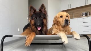 Dog Teaches.my german.shepherd how to bark.