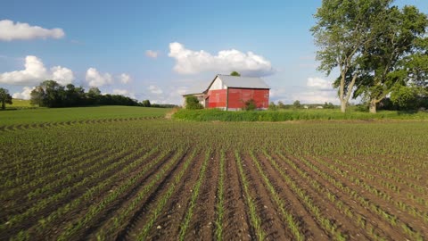 Drone Flight Over A Corn Field And Barn