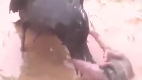 Crow vs Rat in India village