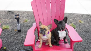 French Bulldogs visit historic holiday destination