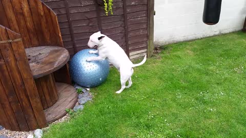 English bull terrier humping his yoga ball