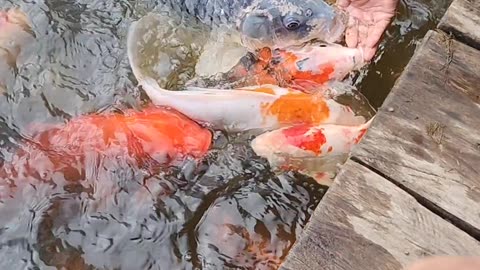 Feeding of fish funny moments 😂😂