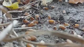 ant colony storing food