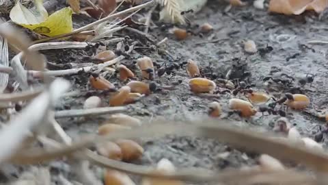 ant colony storing food