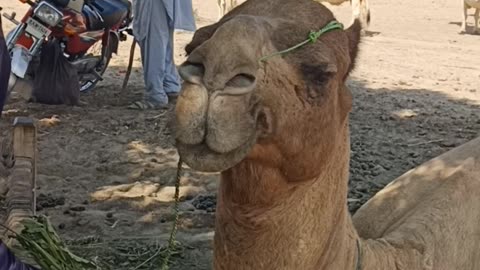 camel #viral #treding