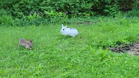 Whiskers & The Wild: A Bunny Tale of Unexpected Friendship 🐰🌿