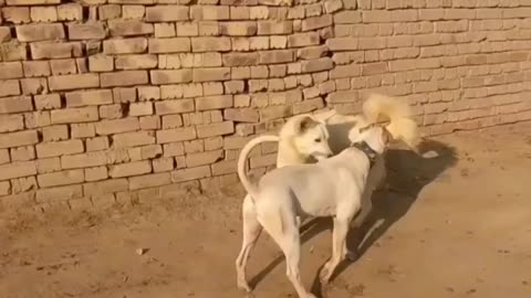 Gabbar Ki Badmashi dogs