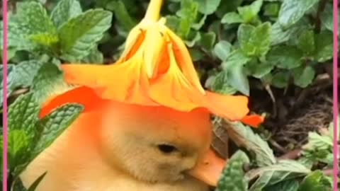 Baby Duck sleeping in small tree (so cute)