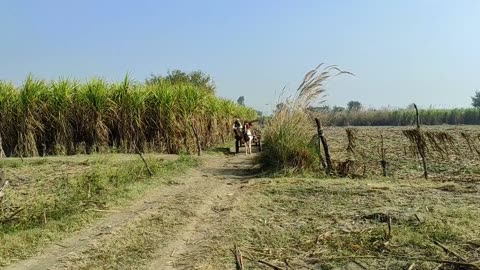 Daily Routine In India Village Life Style || Uttar Pradesh Farmer Life In India || Natural Village