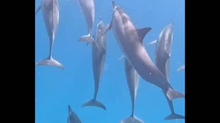 Dolphins 🐬 🤗