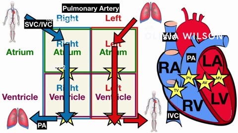 Anatomy and physiology of Human Heart