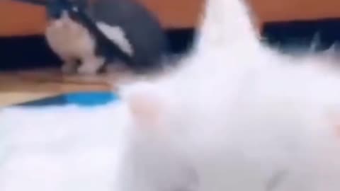 Cute cats video