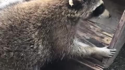A word of praise for the raccoon