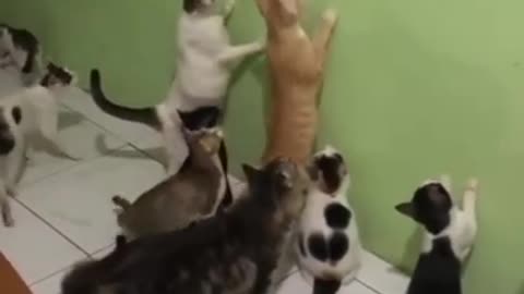 Animal funny dubbing video | comedy dubbing | funny cat #short