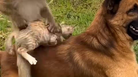True friendship between dog monkey and cat
