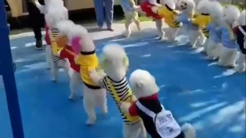 Funny cat discipline 🤣🤣🤣😱😂#viral #funnycats #rumblefunnycats