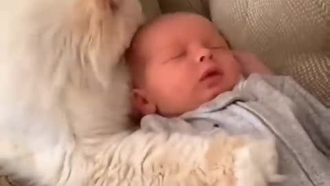 Funny Baby And Cats. Adorable Video