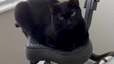 Adopting a Cat from a Shelter Vlog - Precious Piper Uses Exercise Bike for Contemplation #shorts