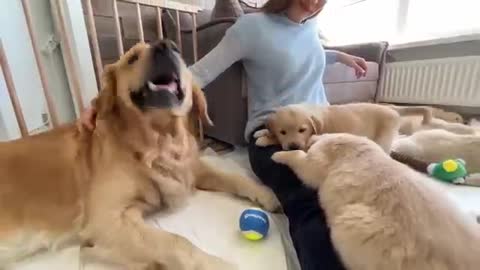 Golden Retriever Dad Meets His Puppies for the First Time