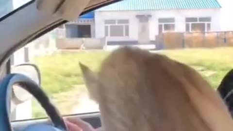 Funny animal video