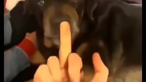 dog reaction on middle finger