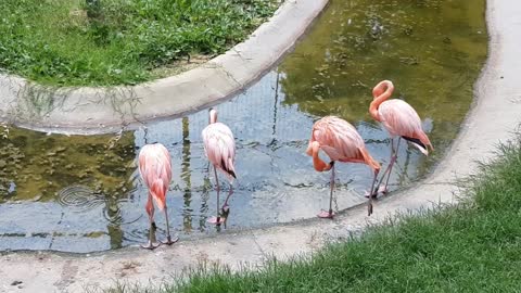 Swans drink water from the lake