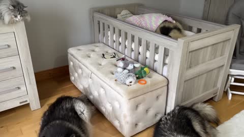 Adorable Baby Girls Puts Her Dog To Bed Even Reads Him A Story! (Cutest Ever!!)