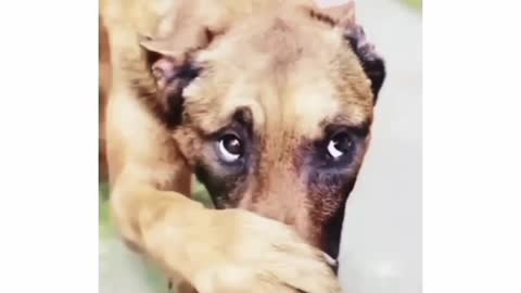 Dog funny reaction while smelling socks yuks🤣😂🤯