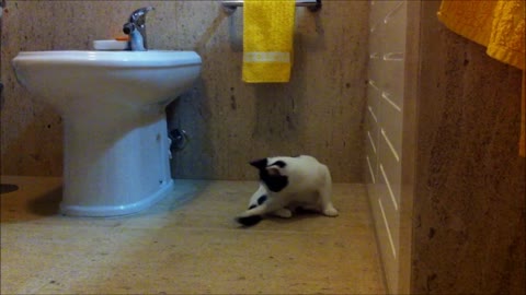 Kitten chasing tail almost bangs his head