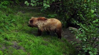Curious Bear Wanders Through Neighborhood