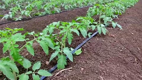 Tomato Farming